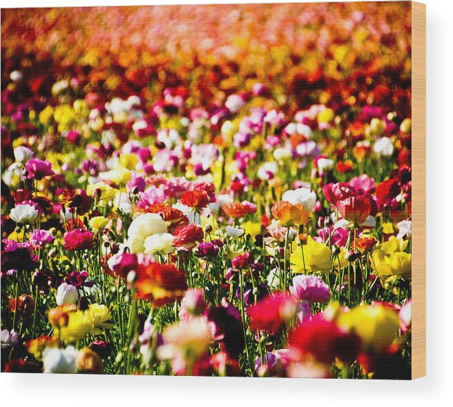 Flowers Wood Print featuring the photograph Flower Field by Mickey Clausen