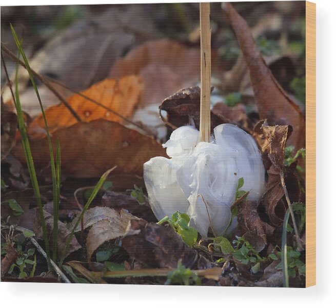 Frost Blossom Wood Print featuring the photograph Frost Blossom Lost Valley by Michael Dougherty