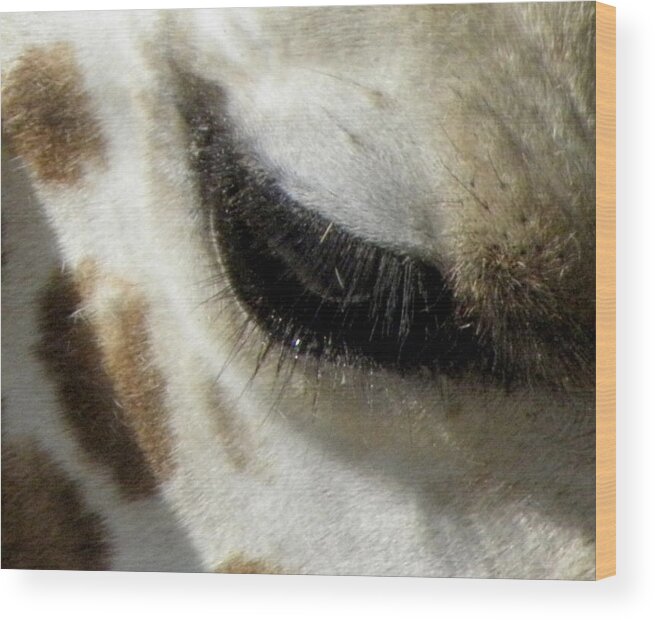 Giraffe Wood Print featuring the photograph Gentle Eye by Kim Galluzzo Wozniak
