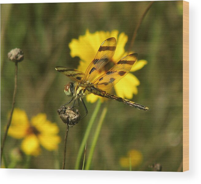 Nature Wood Print featuring the photograph Halloween Pennant by Peggy Urban