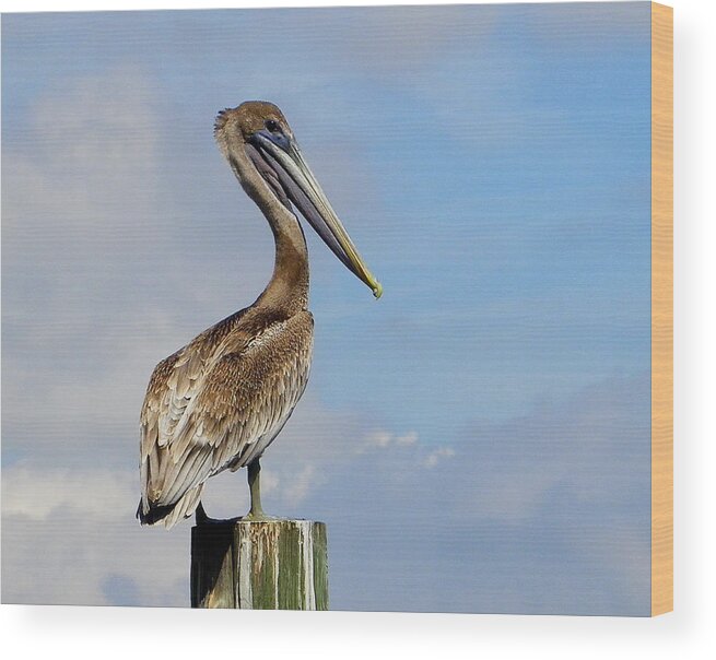 Nature Wood Print featuring the photograph Handsome Brown Pelican by Judy Wanamaker