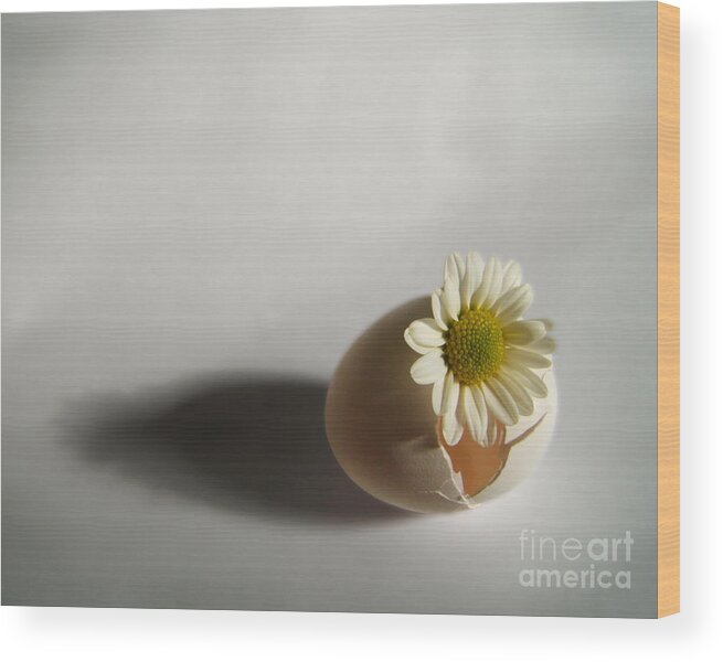 Artoffoxvox Wood Print featuring the photograph Hatching Flower Photograph by Kristen Fox