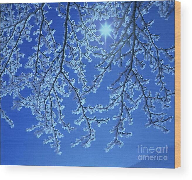 Hoar Frost Wood Print featuring the photograph Hoar Frost by Hermann Eisenbeiss and Photo Researchers