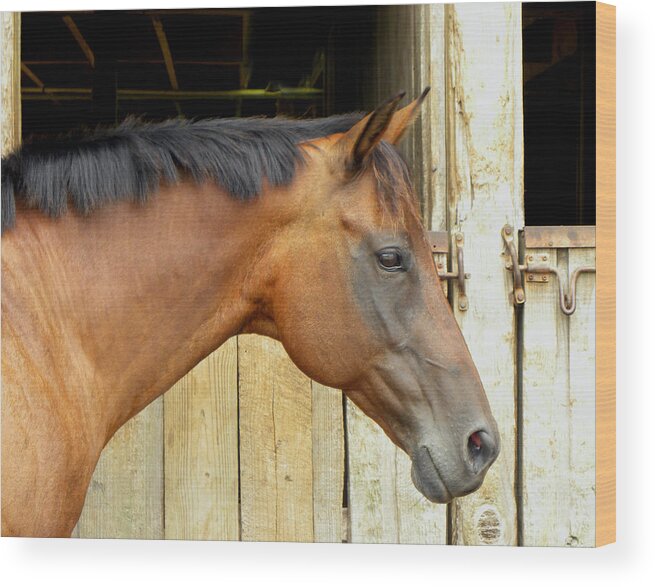 Horse Wood Print featuring the photograph Horse Portrail by Sandi OReilly