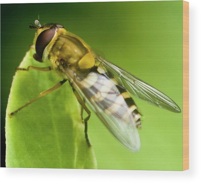 Hoverfly Wood Print featuring the photograph Hoverfly by Rob Hemphill