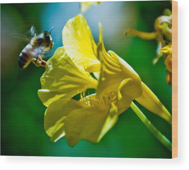 Flower Wood Print featuring the photograph Hovering by Mickey Clausen