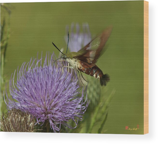 Nature Wood Print featuring the photograph Hummingbird or Clearwing Moth DIN178 by Gerry Gantt