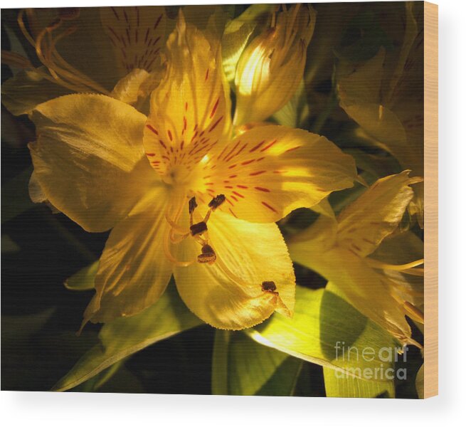 Artoffoxvox Wood Print featuring the photograph Illuminated Yellow Alstromeria Photograph by Kristen Fox