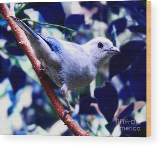 Bird Wood Print featuring the photograph I'm Blue by Anne Ferguson