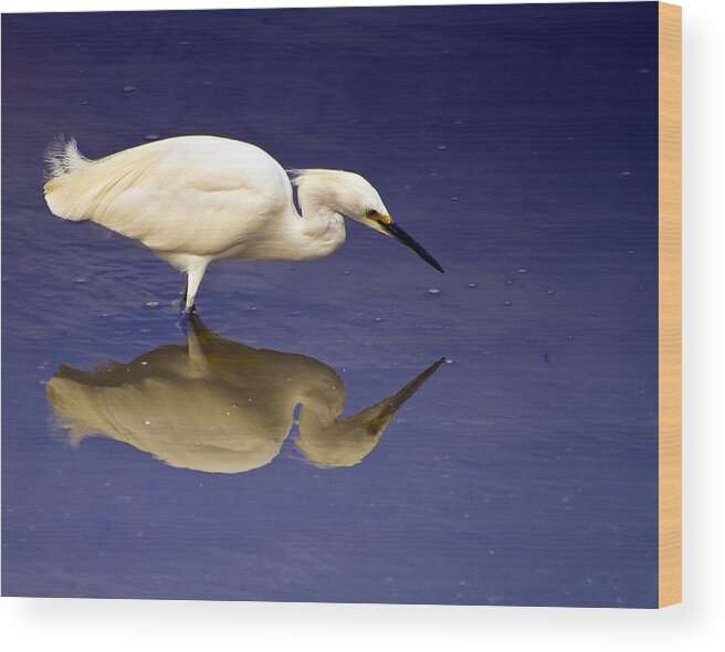 Huntington Wood Print featuring the photograph Immature White Egret by Bill Barber