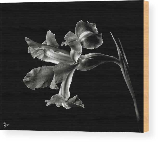 Flower Wood Print featuring the photograph Iris in Black and White by Endre Balogh