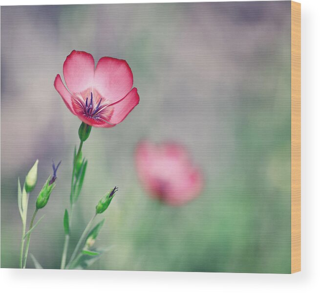 Wildflower Wood Print featuring the photograph It starts with one by Joel Olives