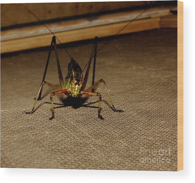 Insect Wood Print featuring the photograph Katydid by Robert Frederick