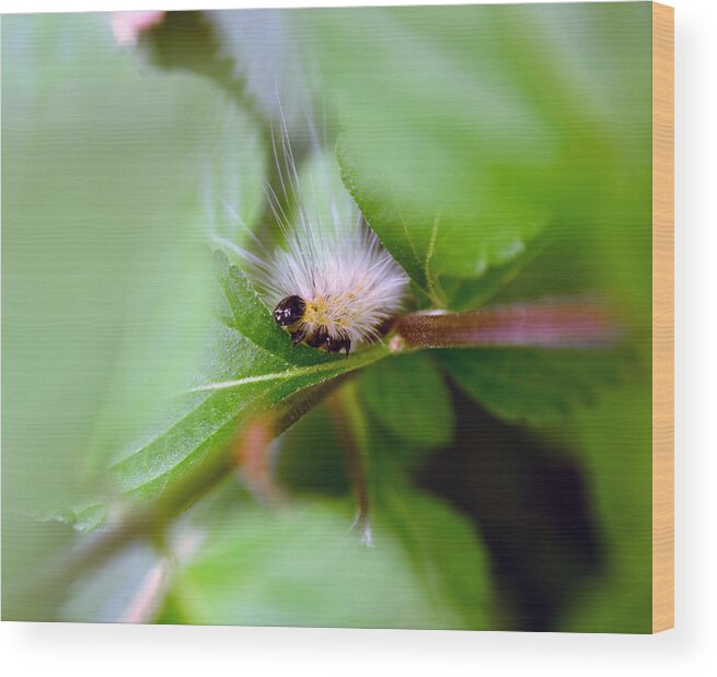 Caterpillar Wood Print featuring the photograph Leaf for One by Lori Tambakis