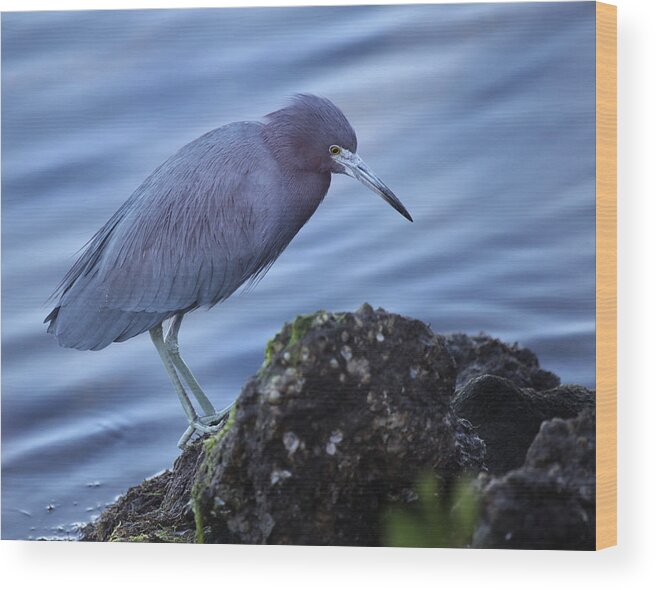 Heron Wood Print featuring the photograph Little Blue Heron by Joseph G Holland