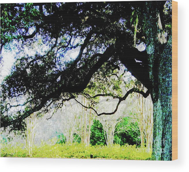 Live Oak Wood Print featuring the digital art Live Oak at Capitol Lakes Park by Lizi Beard-Ward