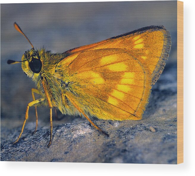 Long Dash Skipper Wood Print featuring the photograph Long Dash Skipper by Tony Beck