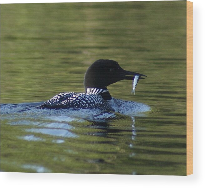 Loon Wood Print featuring the photograph Loon with minnow by Steven Clipperton