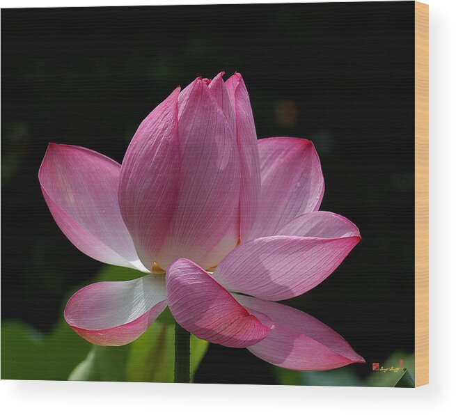 Nature Wood Print featuring the photograph Lotus Beauty--Beauty in Disarray DL027 by Gerry Gantt
