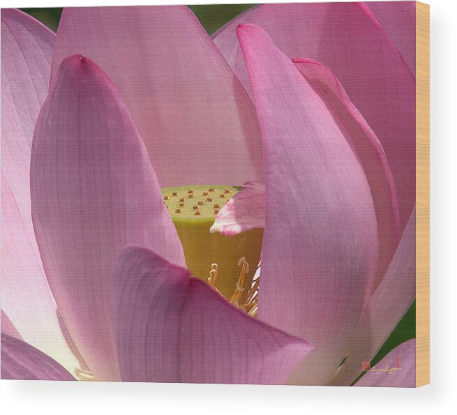 Nature Wood Print featuring the photograph Lotus--Center of Being i DL022 by Gerry Gantt