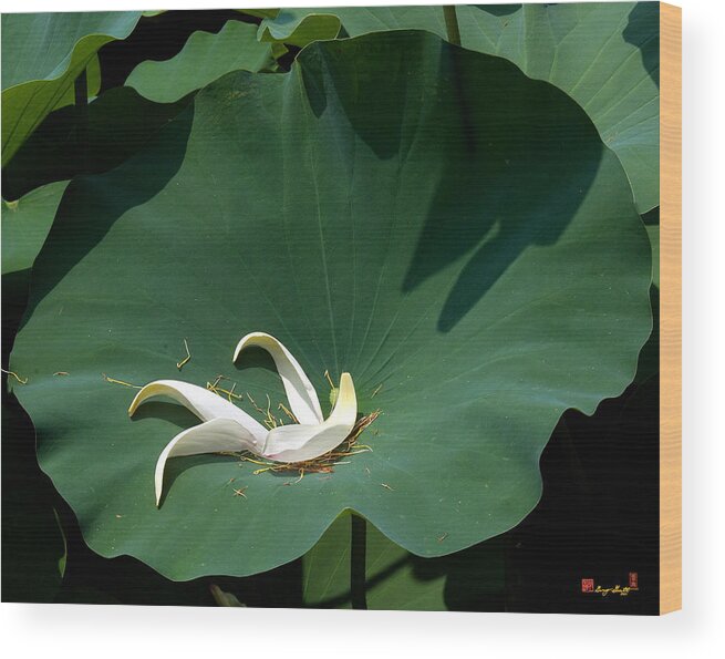 Nature Wood Print featuring the photograph Lotus Leaf--Castoff iii DL060 by Gerry Gantt