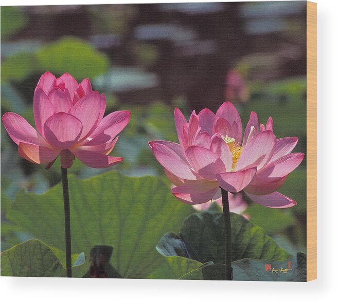 Nature Wood Print featuring the photograph Lotus Pair 24M by Gerry Gantt