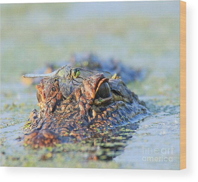 Alligator Photography Wood Print featuring the photograph Louisiana Alligator with Dragon Fly by Luana K Perez