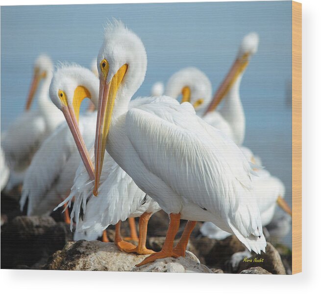Pelicans Wood Print featuring the photograph Love is in the air... by Maria Nesbit