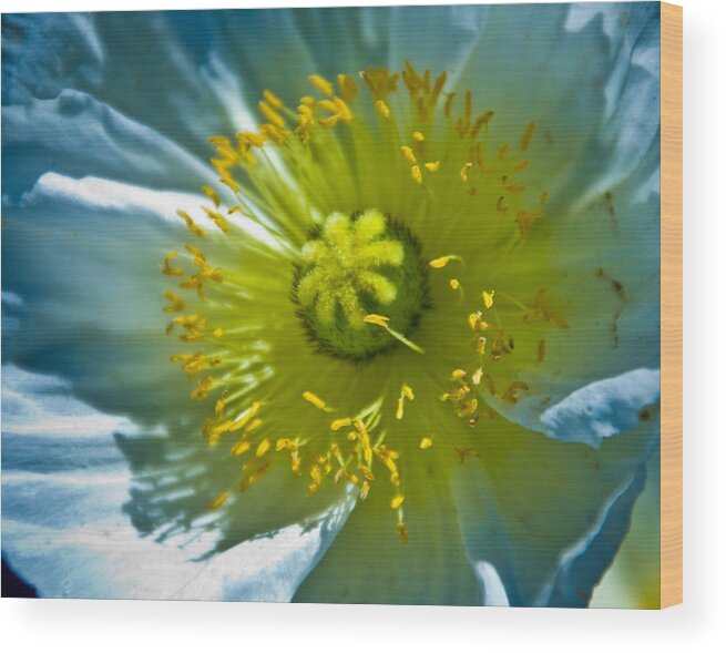 Flowers Wood Print featuring the photograph Macro Shot by Mickey Clausen