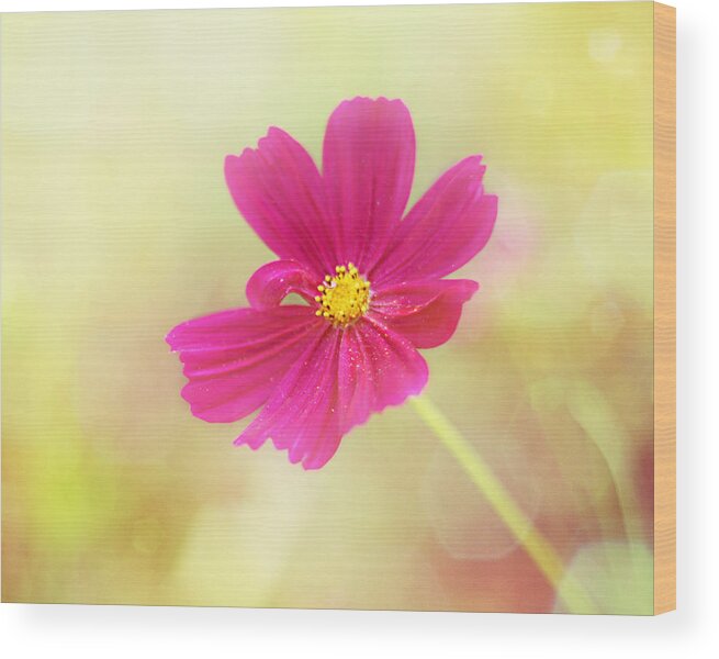 Hot Pink Flower Wood Print featuring the photograph Mademoiselle by Amy Tyler