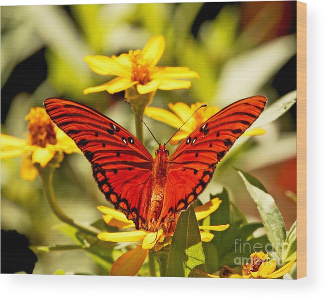 Monarch Butterfly Photography Wood Print featuring the photograph Monarch Butterfly by Luana K Perez