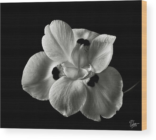 Flower Wood Print featuring the photograph Morea Lily 2 in Black and White by Endre Balogh