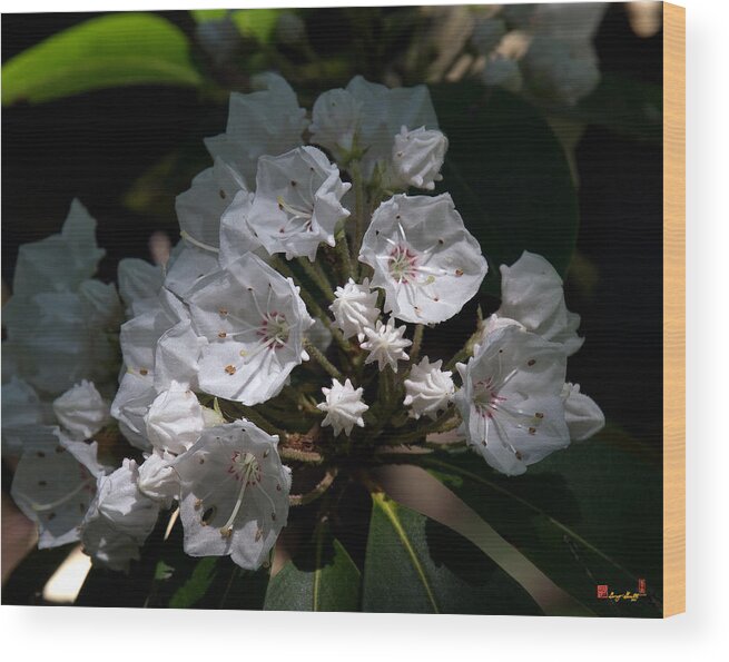 Spring Wood Print featuring the photograph Mountain Laurel DSMF038 by Gerry Gantt