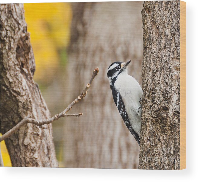 Downy Woodpecker Wood Print featuring the photograph Mrs. Downy by Cheryl Baxter