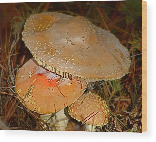 Orange Mushrooms Wood Print featuring the photograph Mushroom Family Trio by Jeanne Juhos