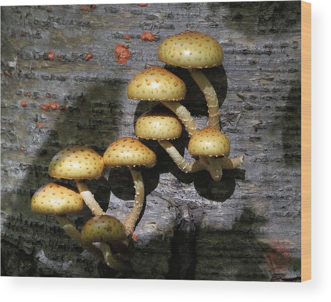 Mushroom Wood Print featuring the photograph Mushrooms in relief by Doris Potter
