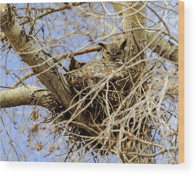 Owl Wood Print featuring the photograph Nesting Owl by Stephen Johnson