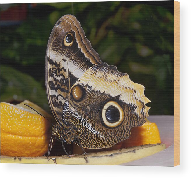 Owl Butterfly Caligo Sp Wood Print featuring the photograph Owl Butterfly Caligo sp by Robin Webster
