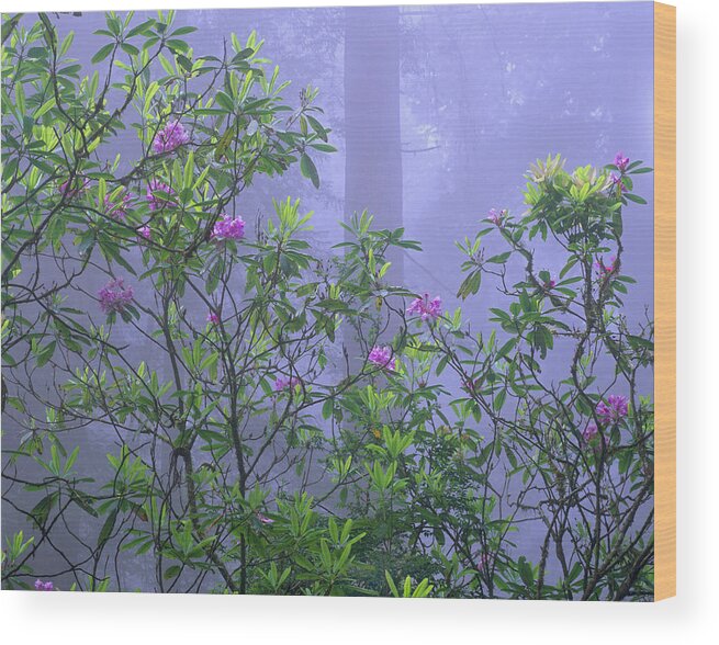 00175749 Wood Print featuring the photograph Pacific Rhododendron Flowering In Misty by Tim Fitzharris