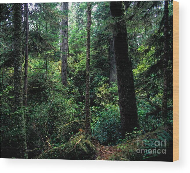 Pacific Rim National Park Wood Print featuring the photograph Pacific Rim National Park 4 by Terry Elniski