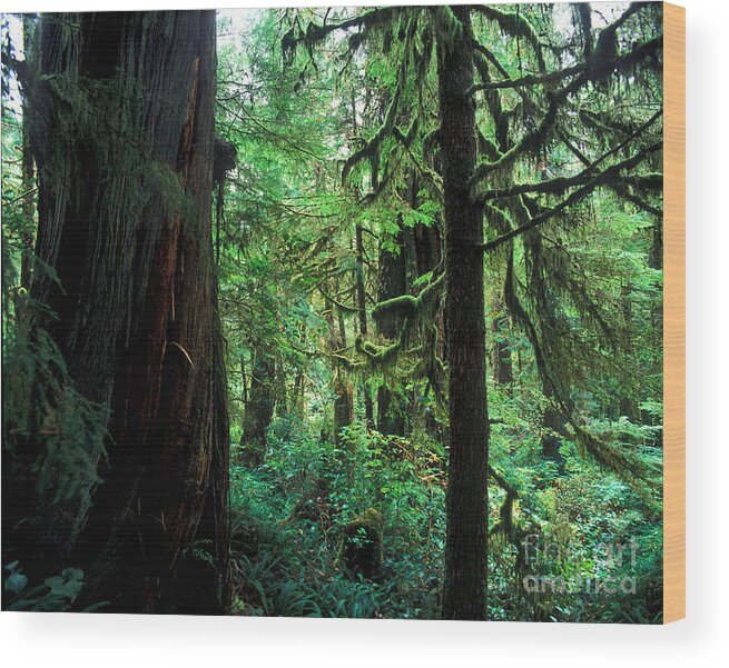 Pacific Rim National Park Wood Print featuring the photograph Pacific Rim National Park 6 by Terry Elniski