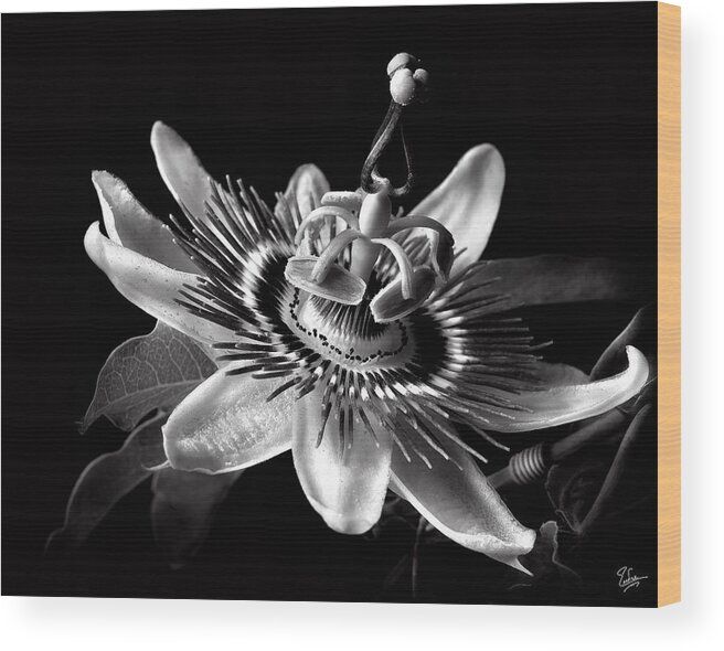 Flower Wood Print featuring the photograph Passion Flower in Black and White by Endre Balogh