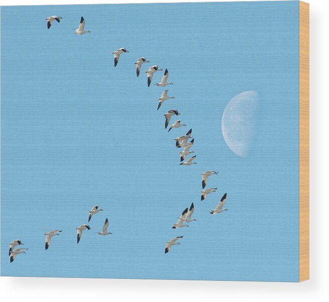 Flight Wood Print featuring the photograph Past The Moon by Craig Leaper