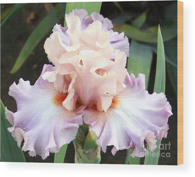 Iris Wood Print featuring the photograph Pastel Variations by Dorrene BrownButterfield
