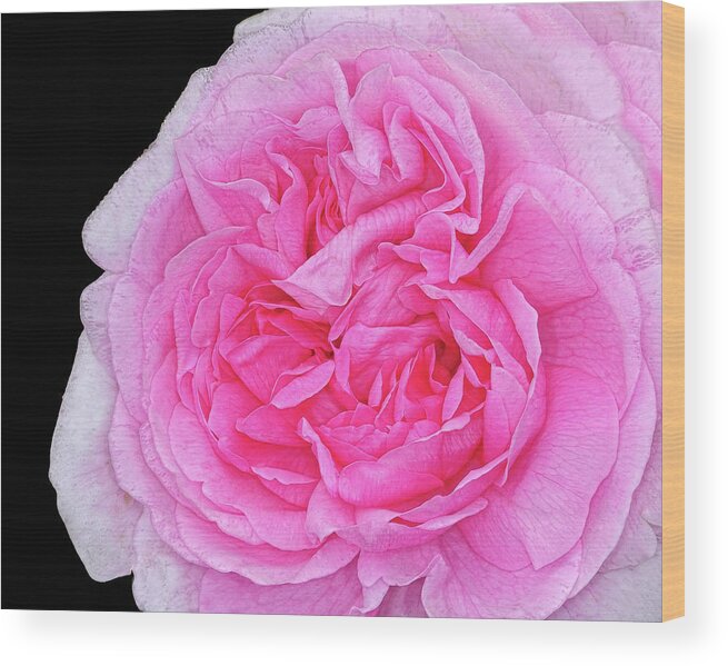 Rose Wood Print featuring the photograph Pink Rose Detail by Dave Mills