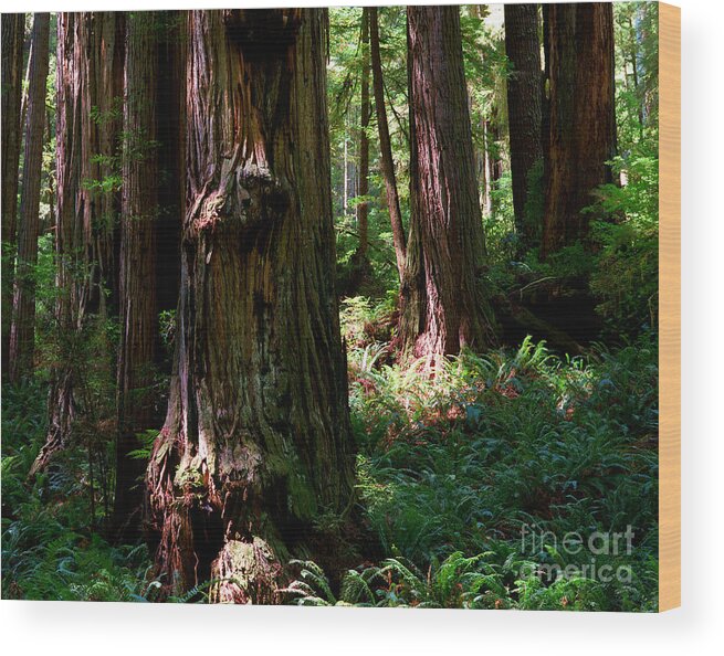 Redwood Trees Wood Print featuring the photograph Prairie Creek Redwoods State Park 11 by Terry Elniski