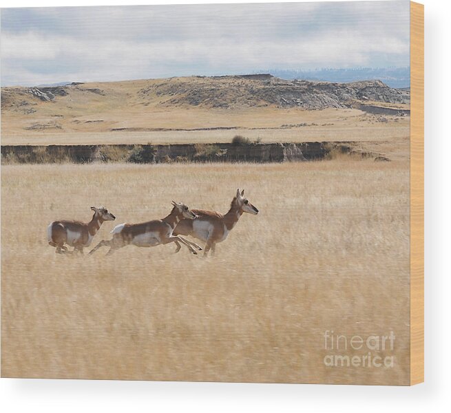 Pronghorn Antelope Wood Print featuring the photograph Pronghorn Antelopes on the Run by Art Whitton