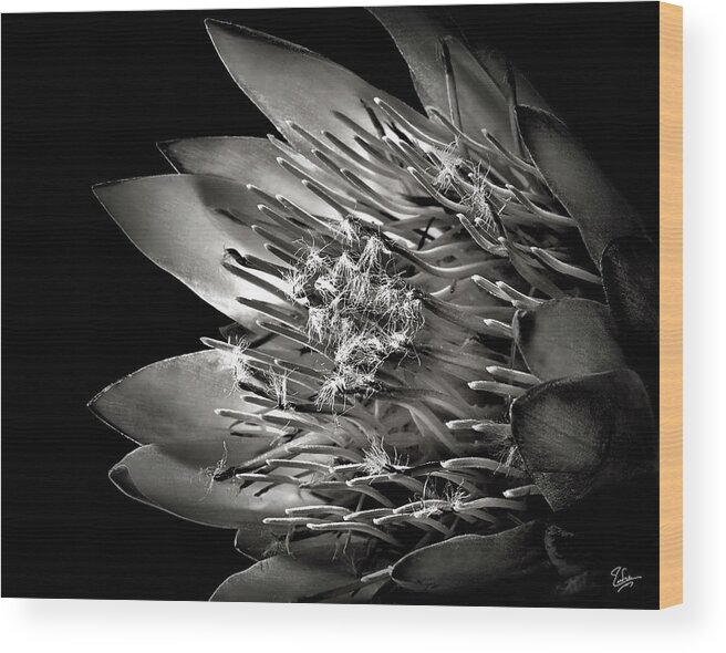 Flower Wood Print featuring the photograph Protea in Black and White by Endre Balogh