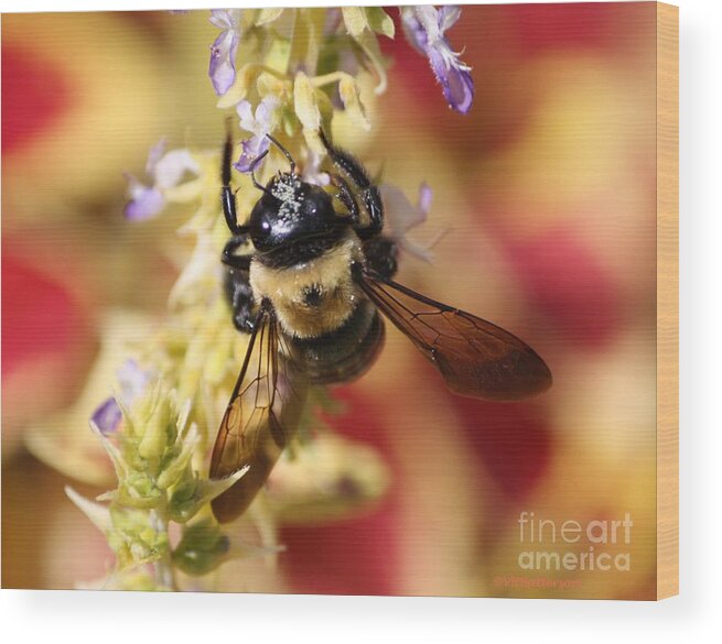 Bee Wood Print featuring the photograph Psychedelic Sting by Veronica Batterson