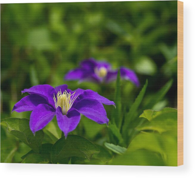 Bloom Wood Print featuring the photograph Purple Clematis Flower by Lori Coleman